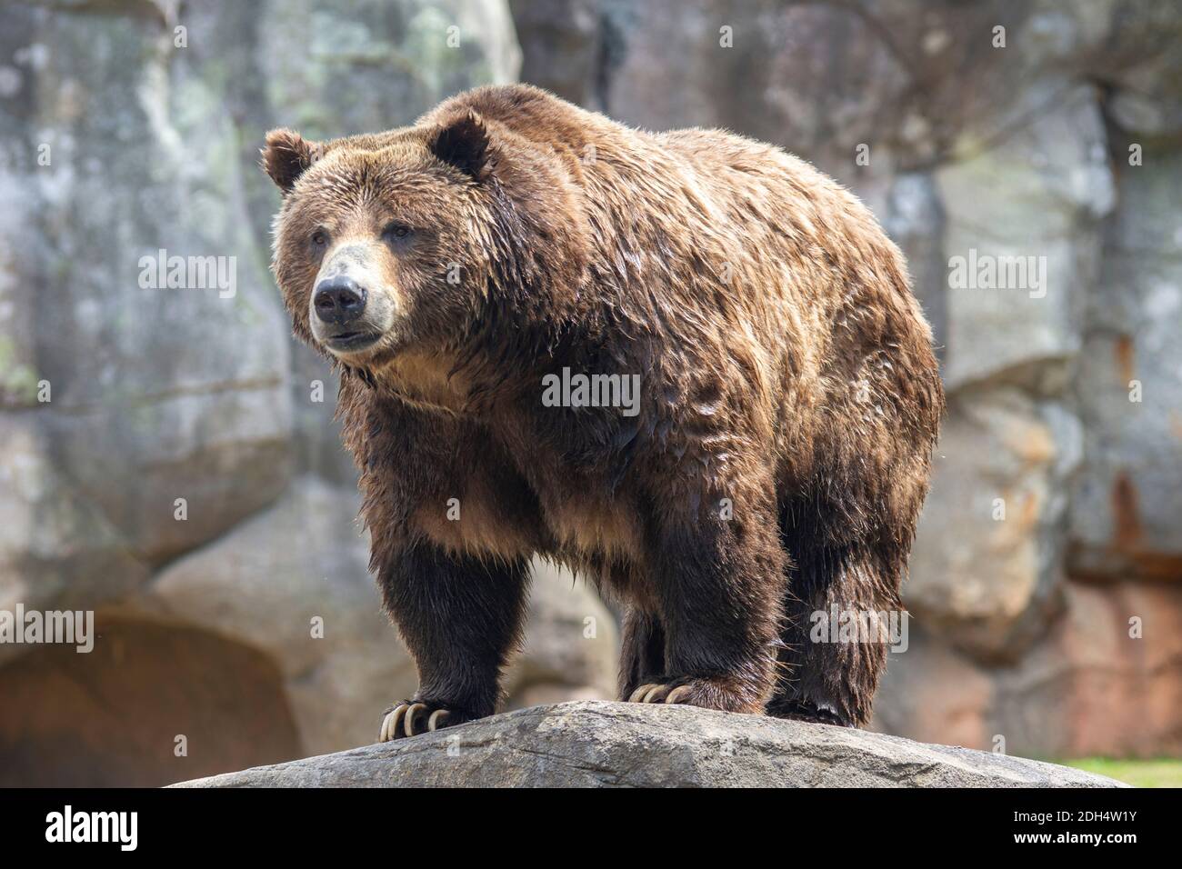North Carolina Zoo High Resolution Stock Photography and Images - Alamy