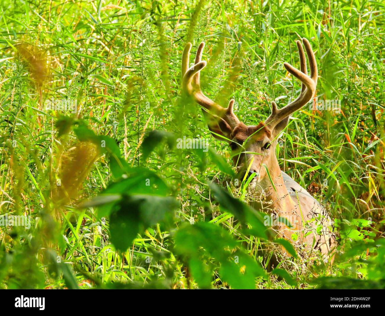 Male Buck White-Tailed Deer with Antlers Covered in Velvet as He Hides Among Bright Green Summer Foliage Stock Photo