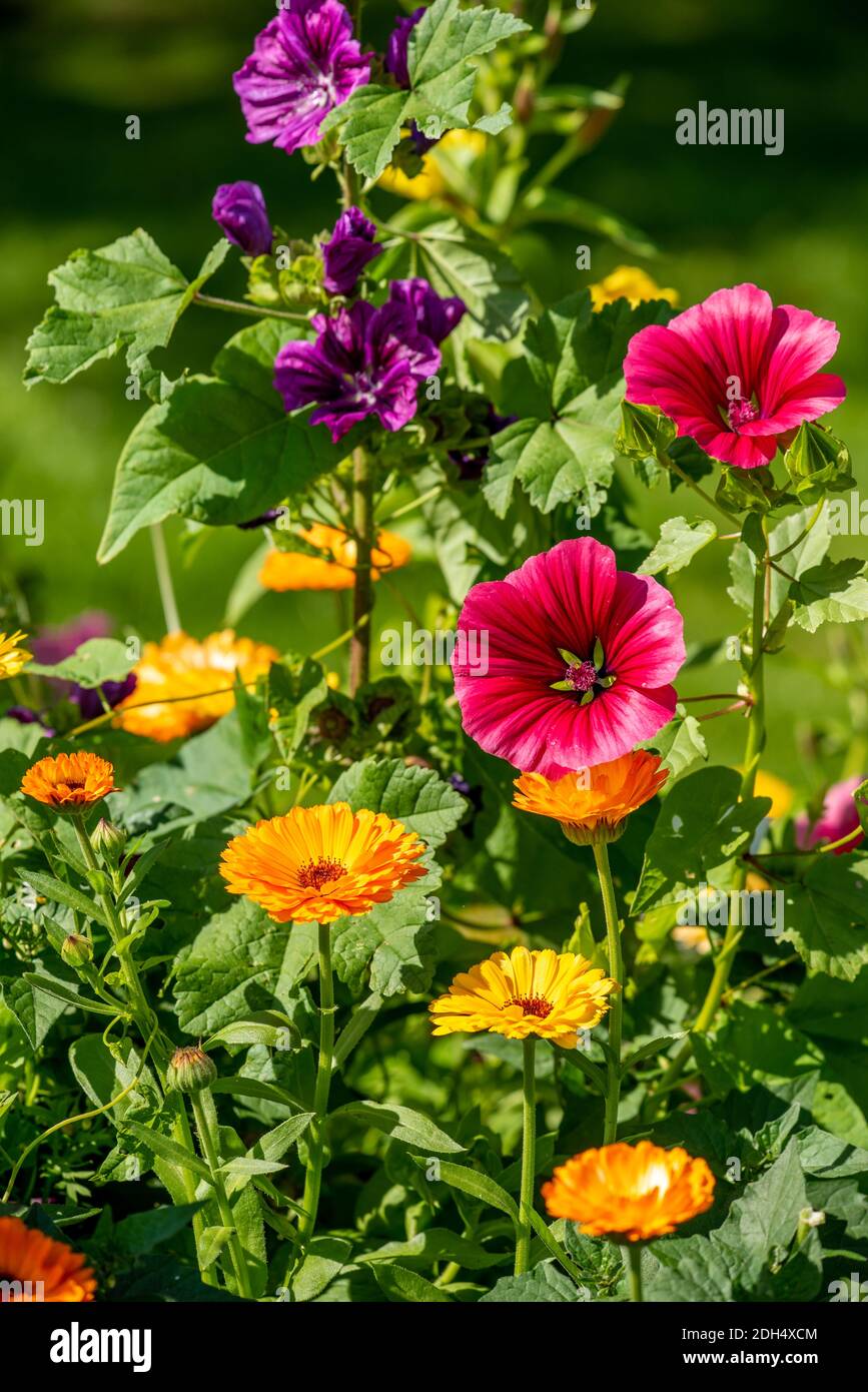 Flowering time Stock Photo