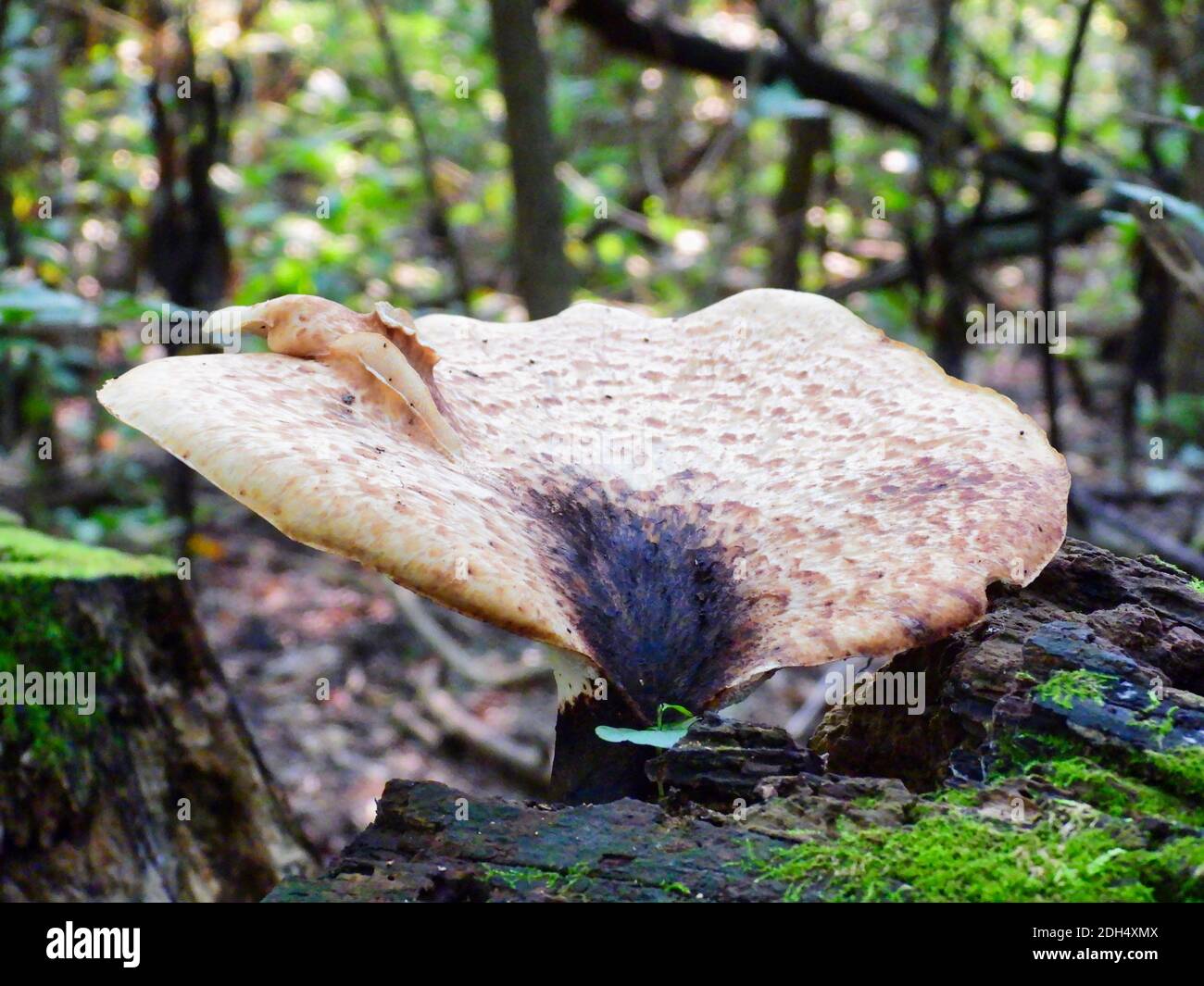 Mushroom in the forest: A large white and brown crowned mushroom fungi with dark stem and black middle with lopsided growth growing out a fallen tree Stock Photo