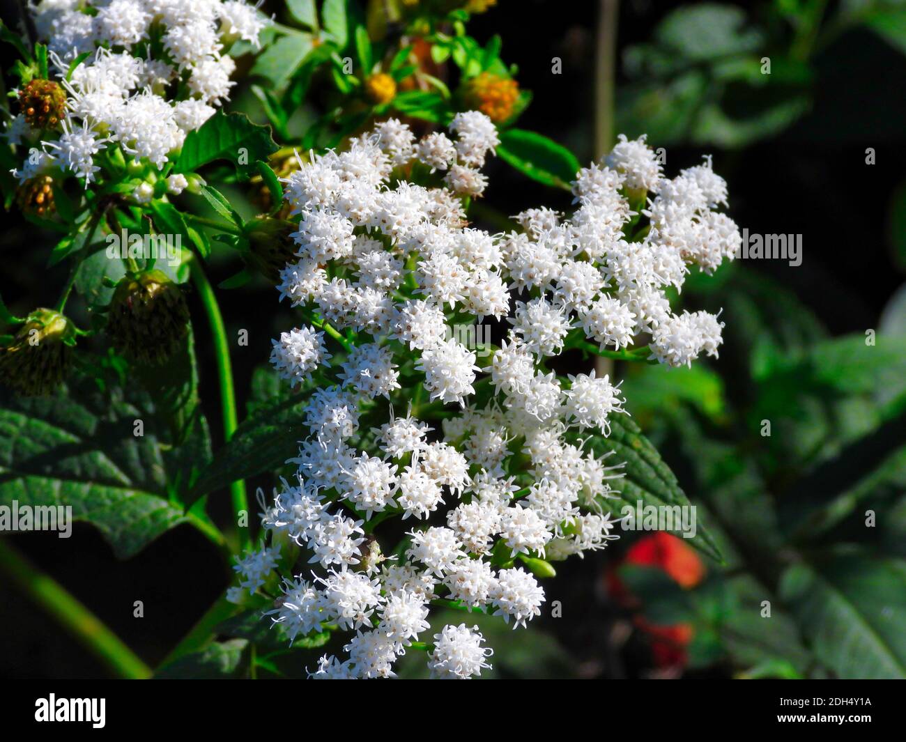 White snakeroot wildflower closeup macro in the sunshine on a summer day from a prairie field landscape scenic beautiful view Stock Photo