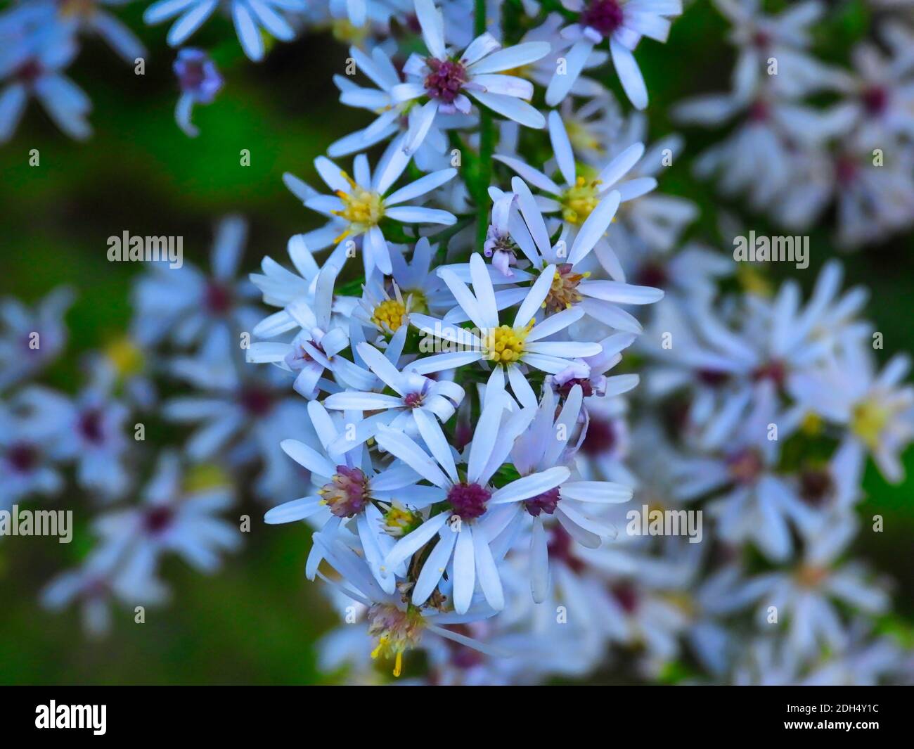 Blue aster flowers with white petals and both yellow and purple centers in closeup macro view of these beautiful flower blooms Stock Photo