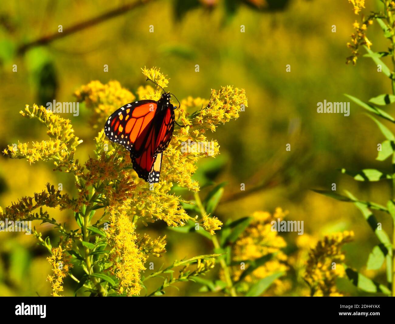 Monarch Butterfly Eating a Goldenrod Yellow Wildflower with Antennas Stretched out and Orange and Black Wings Folded In to See Yellow Underside of Win Stock Photo