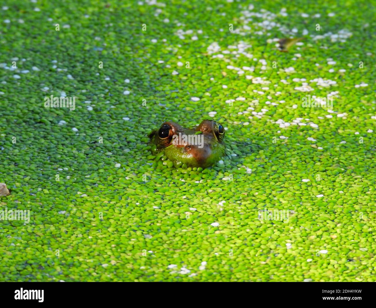 Bullfrog Sits in Algae Pond with Only Head and Eyes of Frog Visible with Bright Green Algae Blooms Surrounding Stock Photo