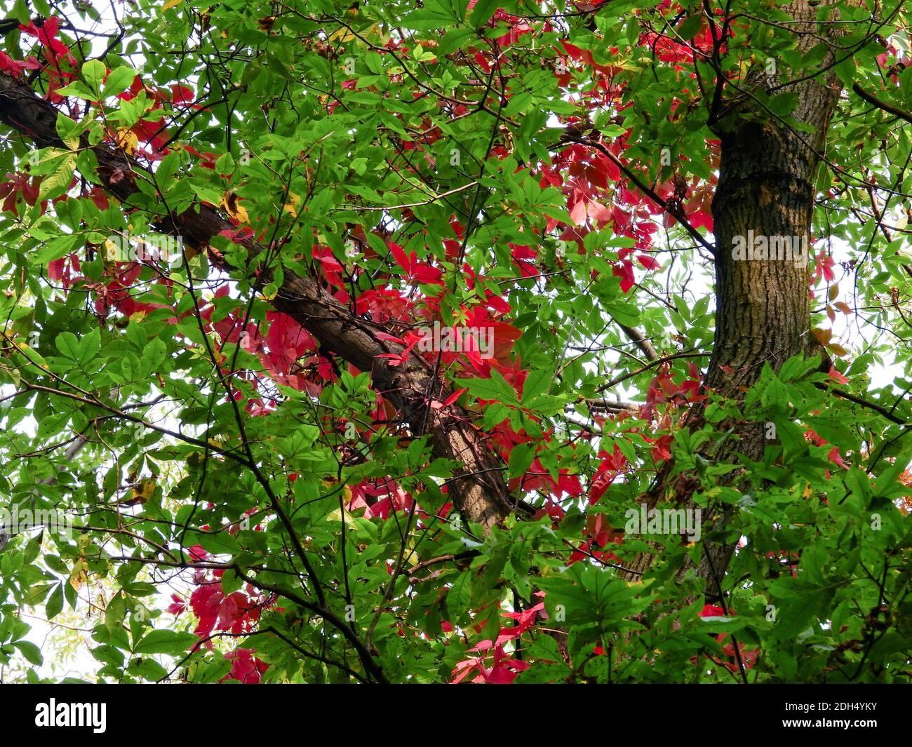 Vibrant Red Fall Leaves Among Green Leaves on Forest Tree - The Start of Autumn Stock Photo
