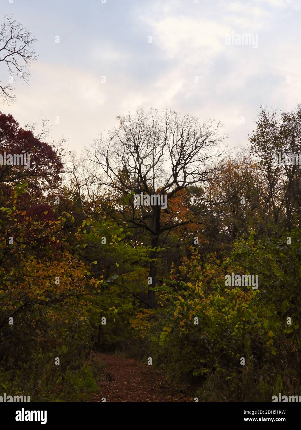 Path in Woods with Tall Maple Tree, Mostly Leafless in Autumn Landscape ...