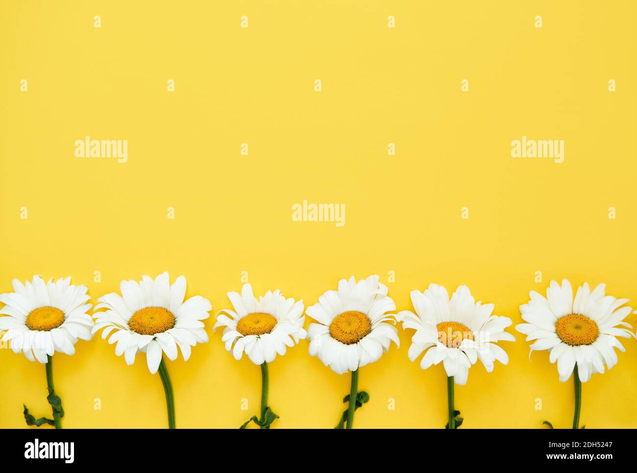 Aesthetic Daisy Flower Wallpaper Background Wallpaper Image For Free  Download  Pngtree