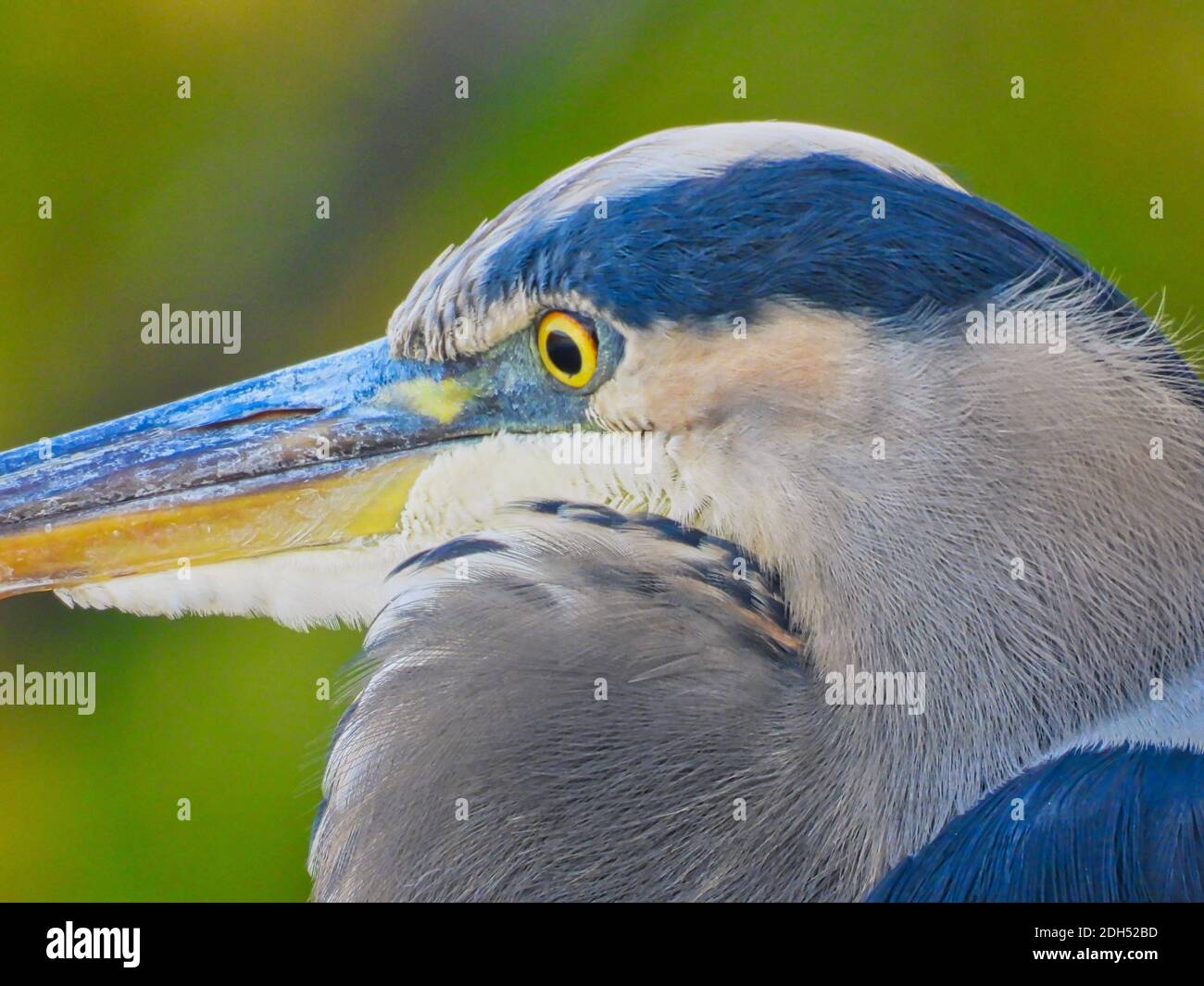 Closeup great blue heron: Fall wildlife with closeup view of a great blue heron bird with blue feathers, yellow bill and yellow eyes with autumn color Stock Photo