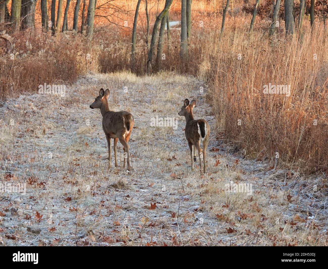 White deer in the forest Two whitetailed deer does walk a mowed path in a forest preserve
