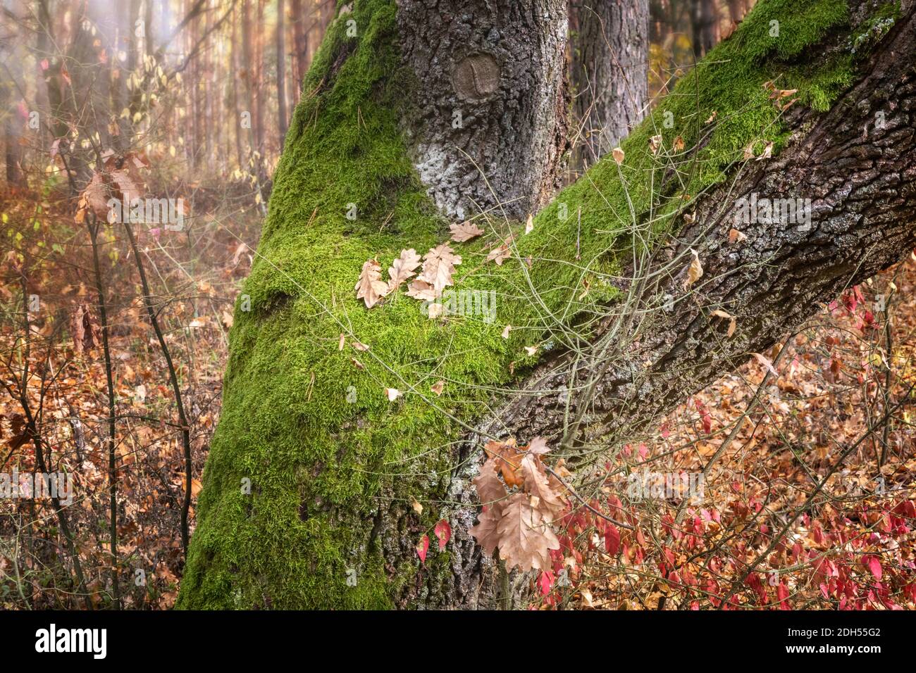 The tree trunk is covered with moss Stock Photo