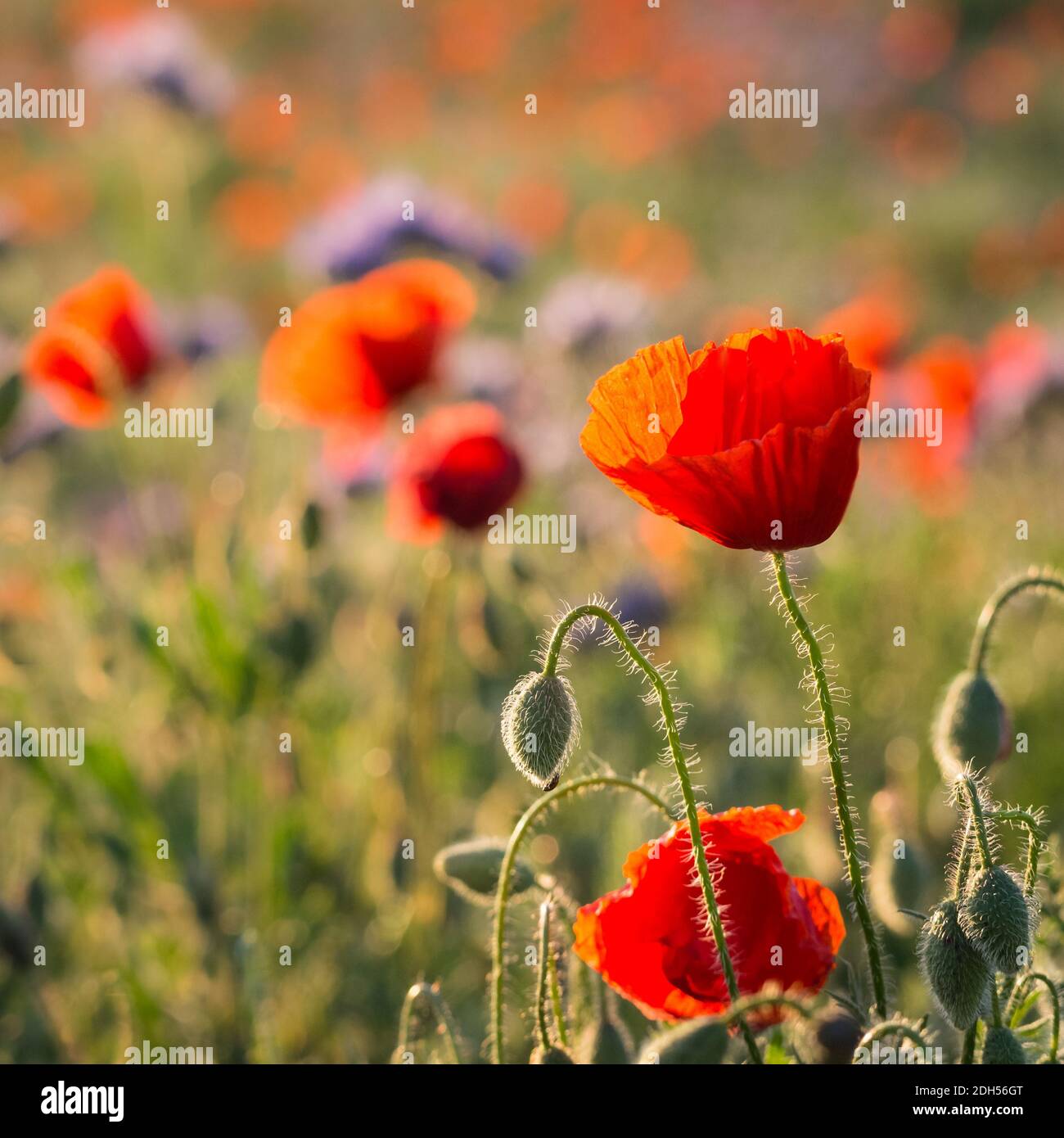 Spring red poppy hi-res stock photography and images - Alamy