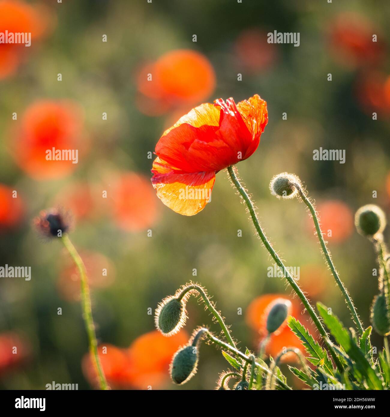 Poppy flowers in spring Stock Photo