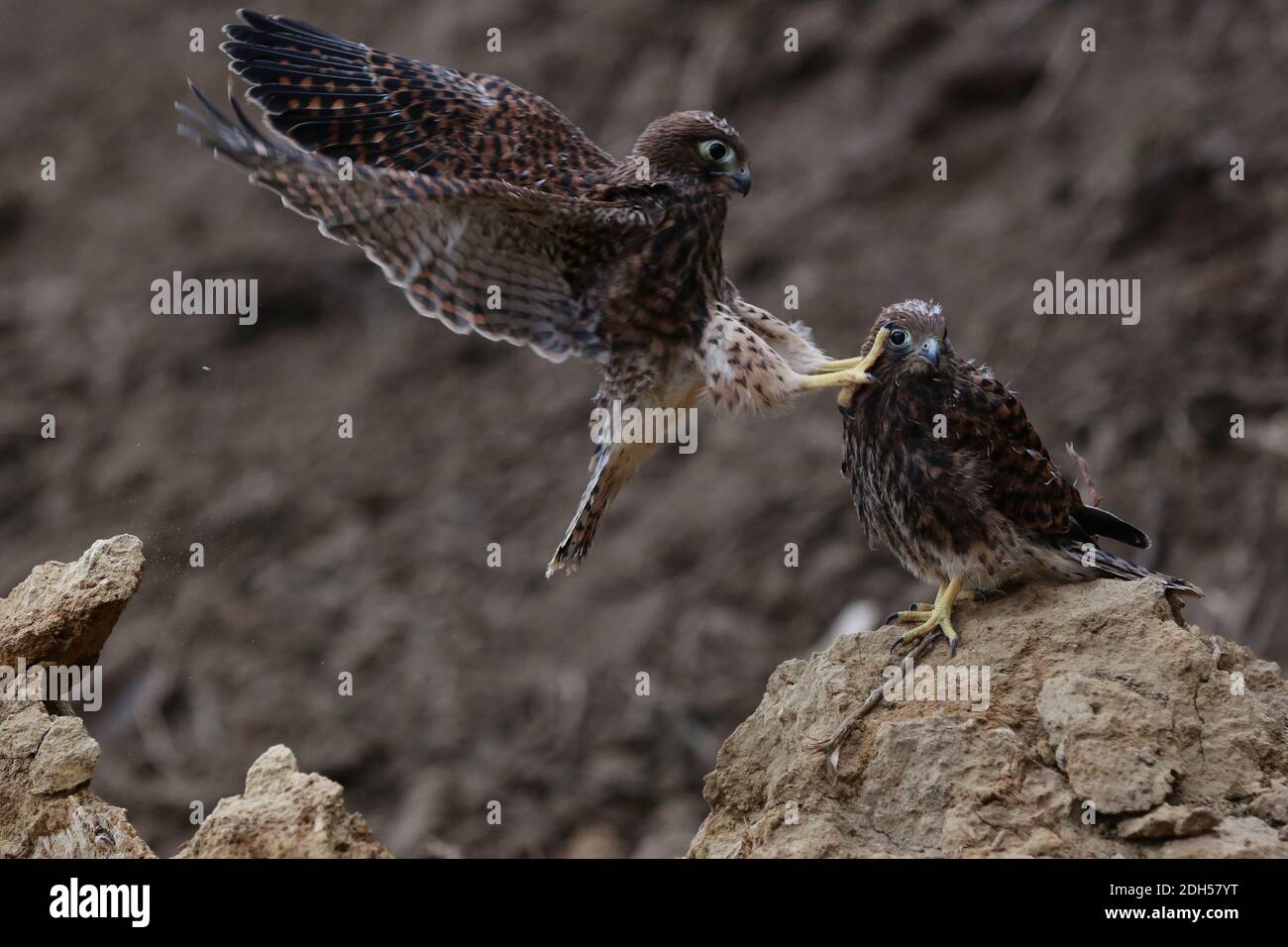 Two young falcons are playing near the nest. This predatory bird has