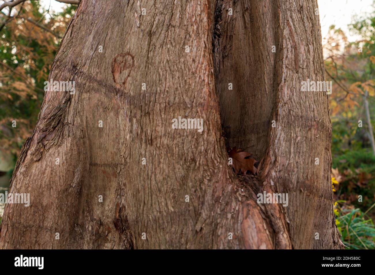 A closeup of an old tree trunk Stock Photo - Alamy