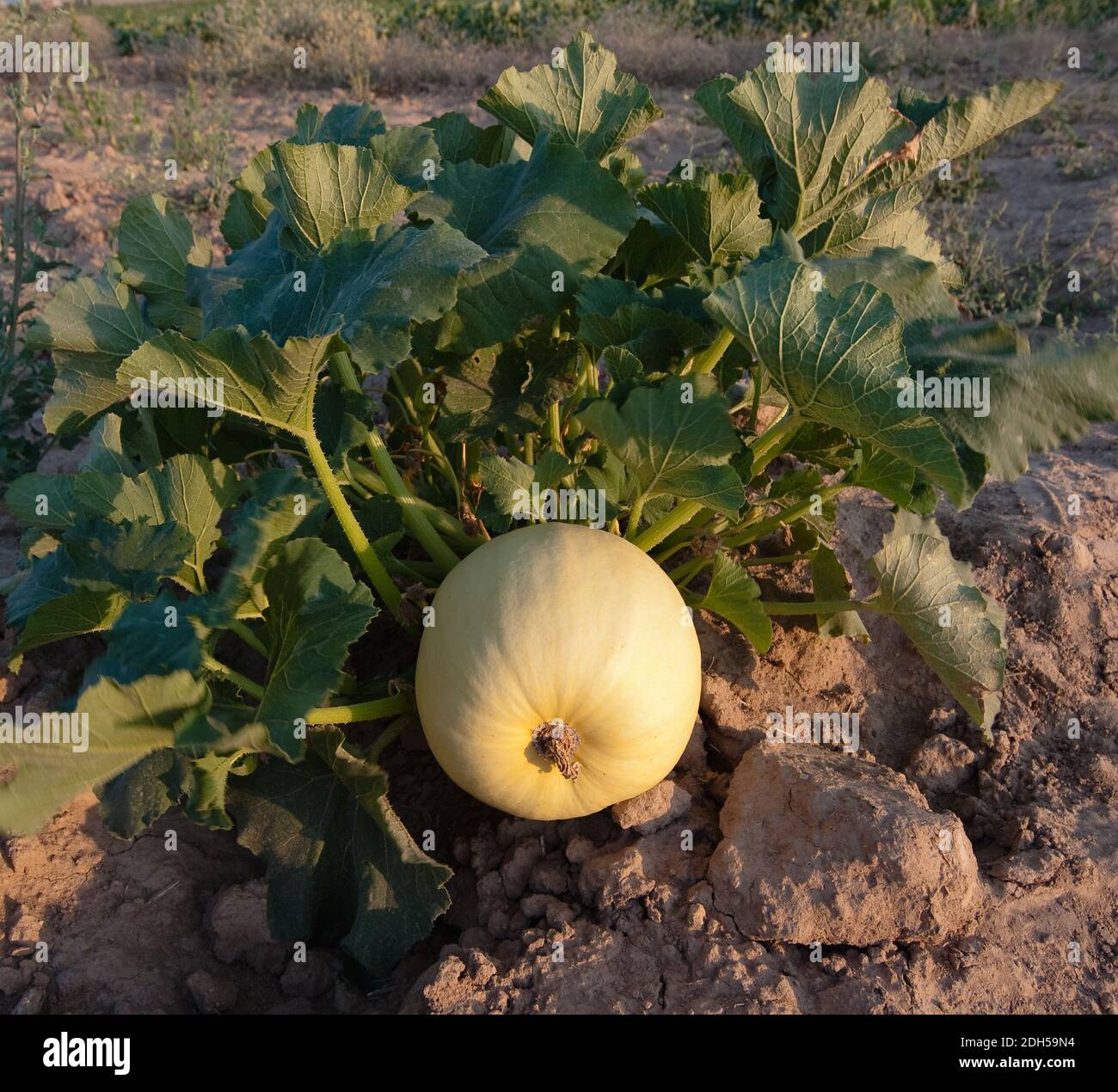 plant of pumpkin with the fruit is growing in a field Stock Photo - Alamy