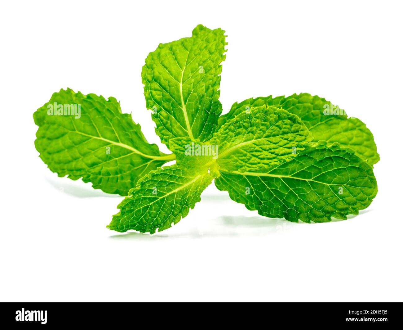 Fresh raw mint leaves isolated on white background with clipping path ...