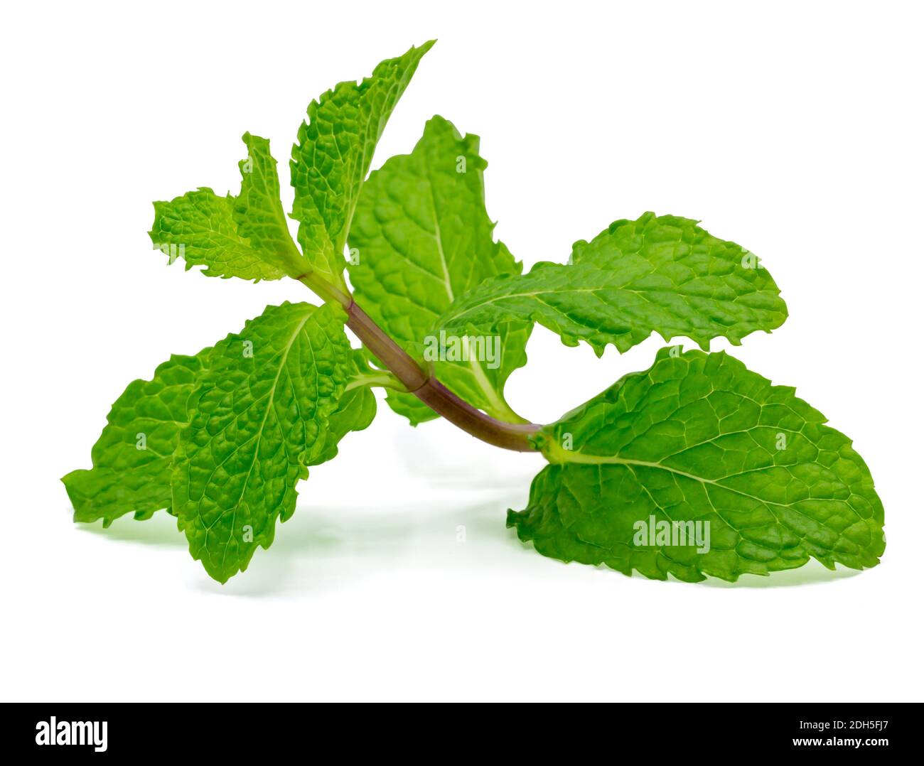 Fresh raw mint leaves isolated on white background with clipping path ...