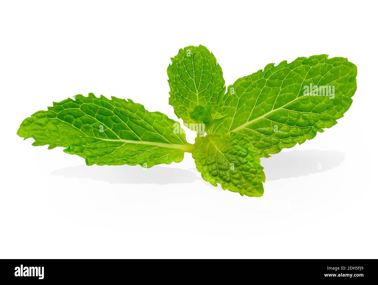 Fresh raw mint leaves isolated on white background with clipping path ...