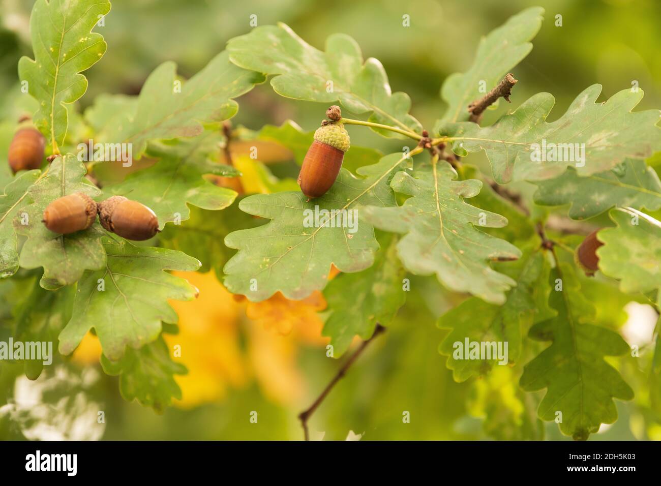 Closeup shot tree leaf hi-res stock photography and images - Alamy