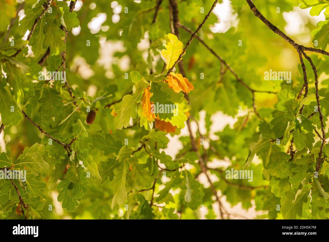 Closeup shot tree leaf hi-res stock photography and images - Alamy