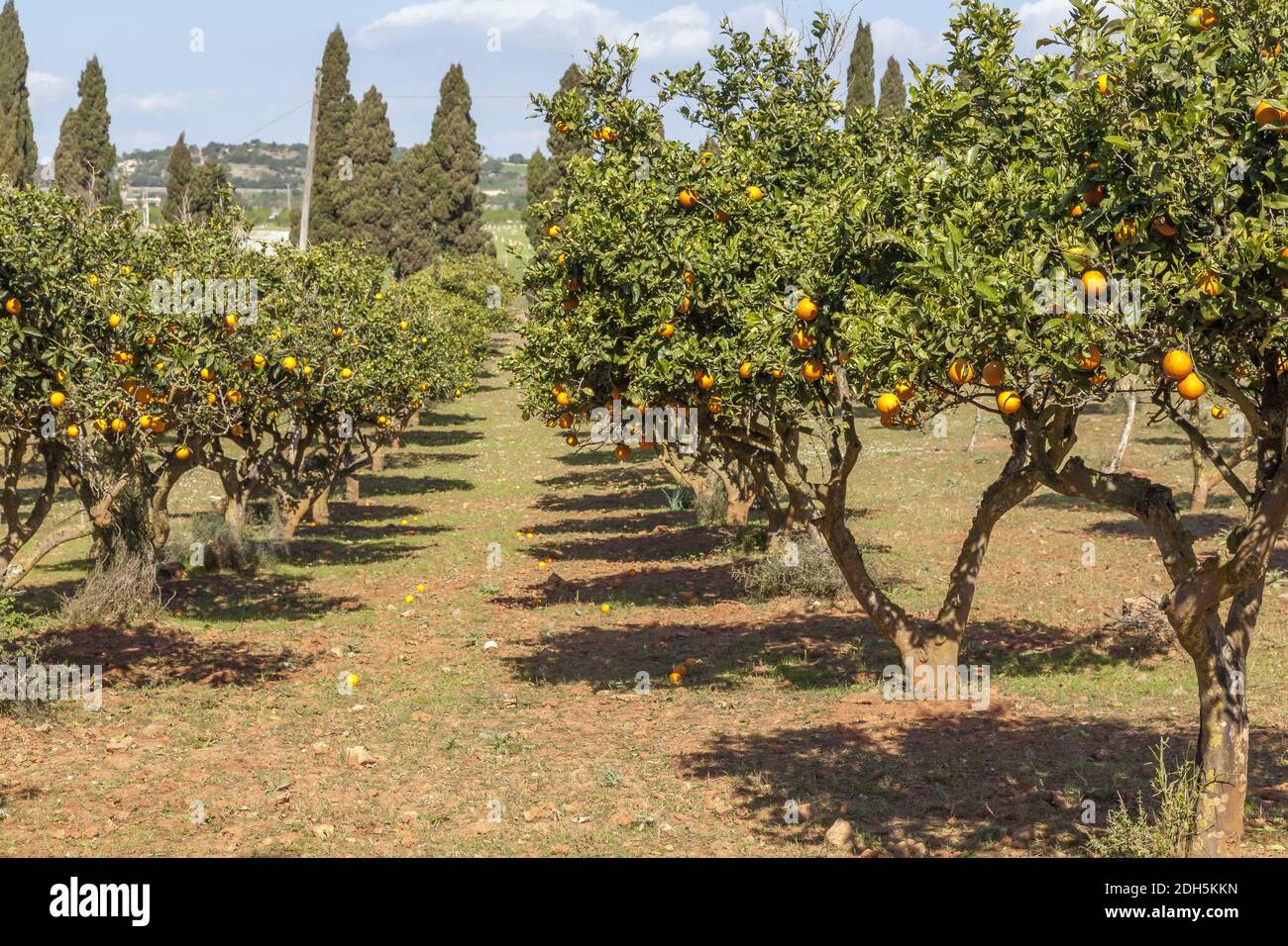 Orange plantation Stock Photo Alamy