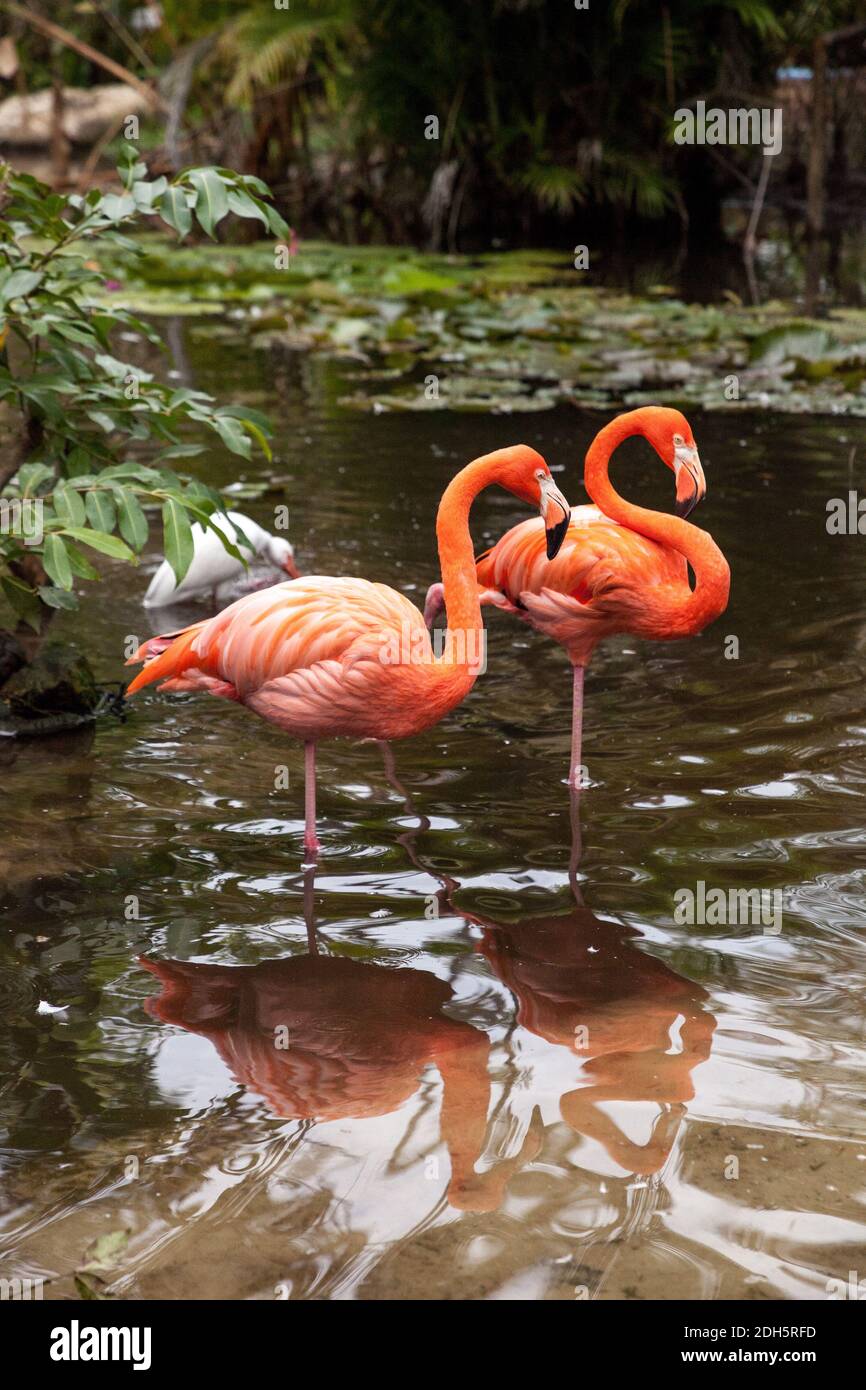 Wading pink Caribbean flamingo birds Phoenicopterus ruber in a pond in