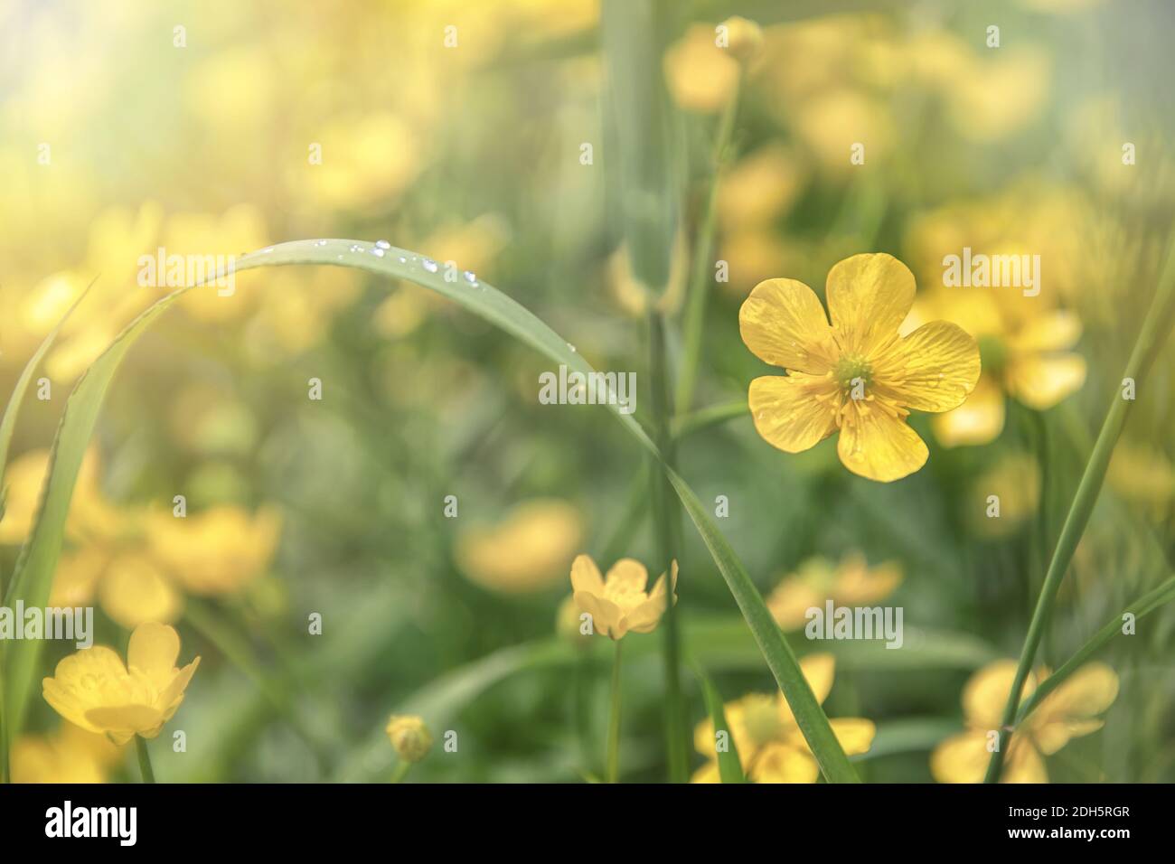 Silverweed, Potentilla anserina yellow flower in the green grass Stock Photo