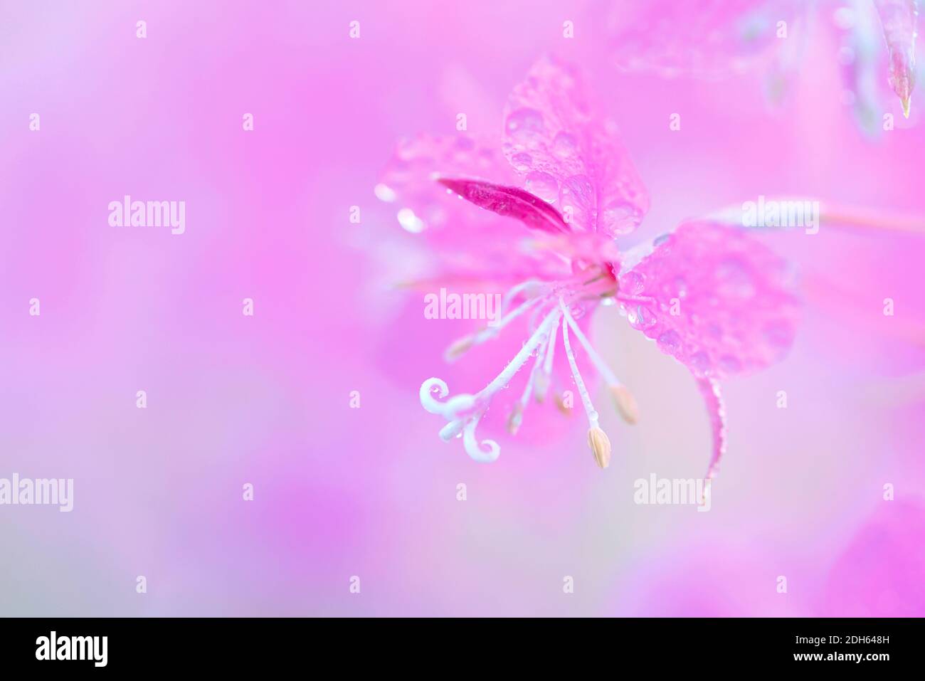 Pink fireweed flowers close up on an blur background Stock Photo