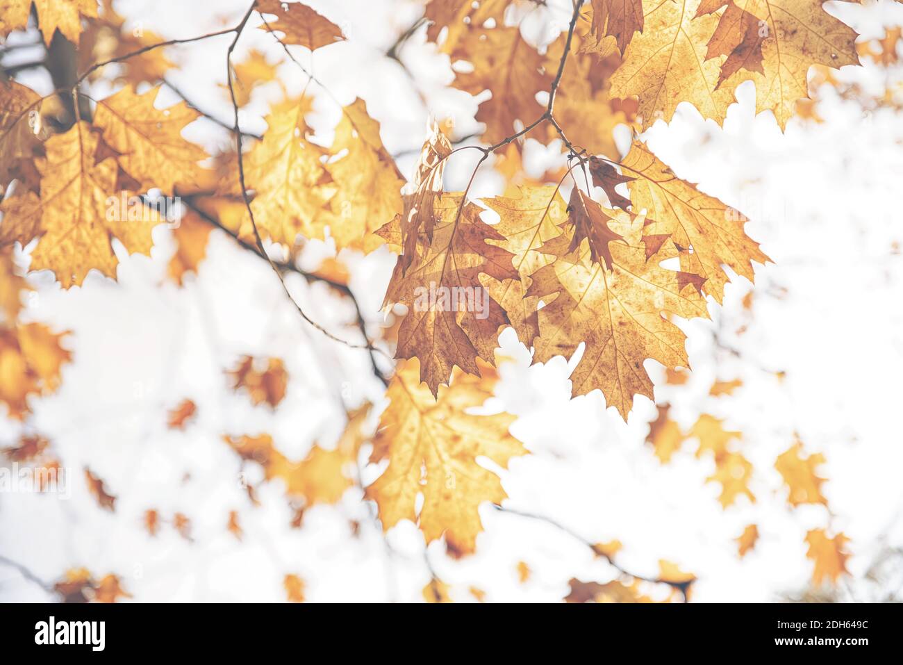 Old withered leaves hi-res stock photography and images - Alamy