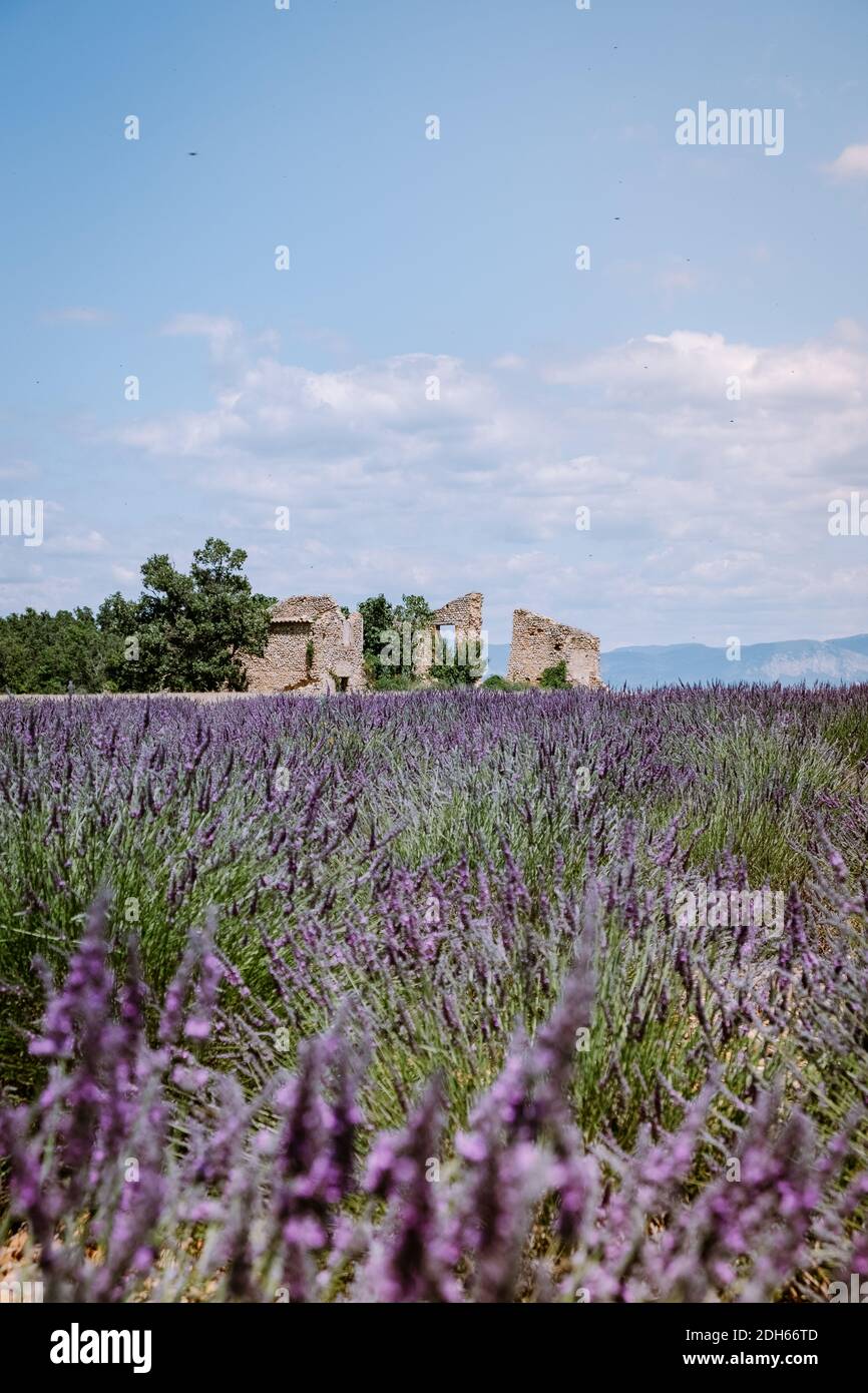 Valensole Plateau, Provence, Southern France. Lavender field at sunset Stock Photo