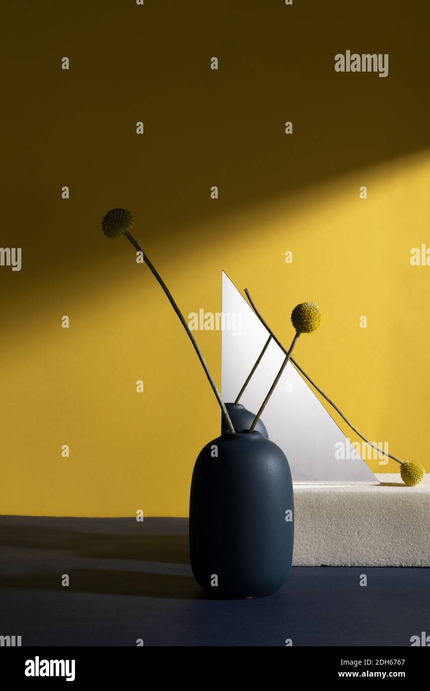 A composition with yellow craspedia flowers in a vase against a yellow wall with geometrical shapes and shadow Stock Photo
