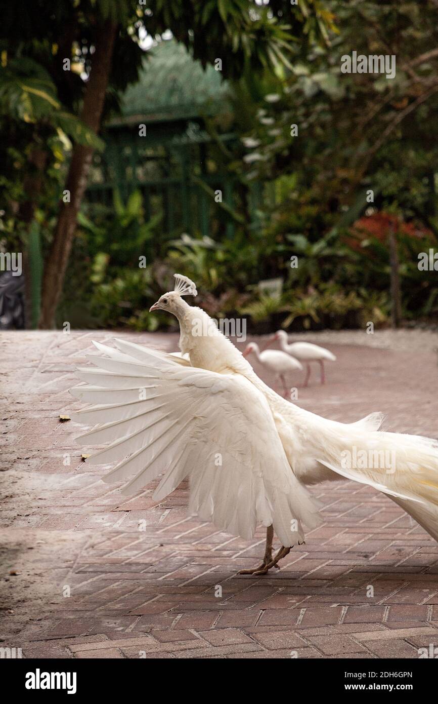 Wings spread, displaying male white peacock Pavo cristatus in the ...