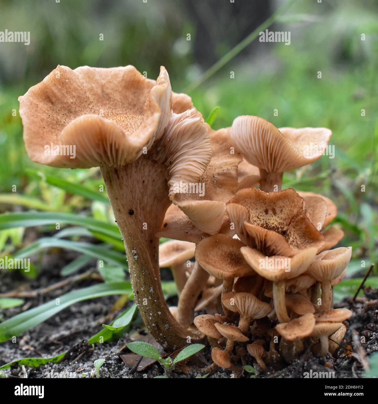 Mushroom Forest Stock Photo