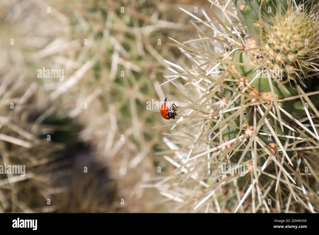 Ladybug sitting on the Spine of a Cholla Cactus Stock Photo - Alamy
