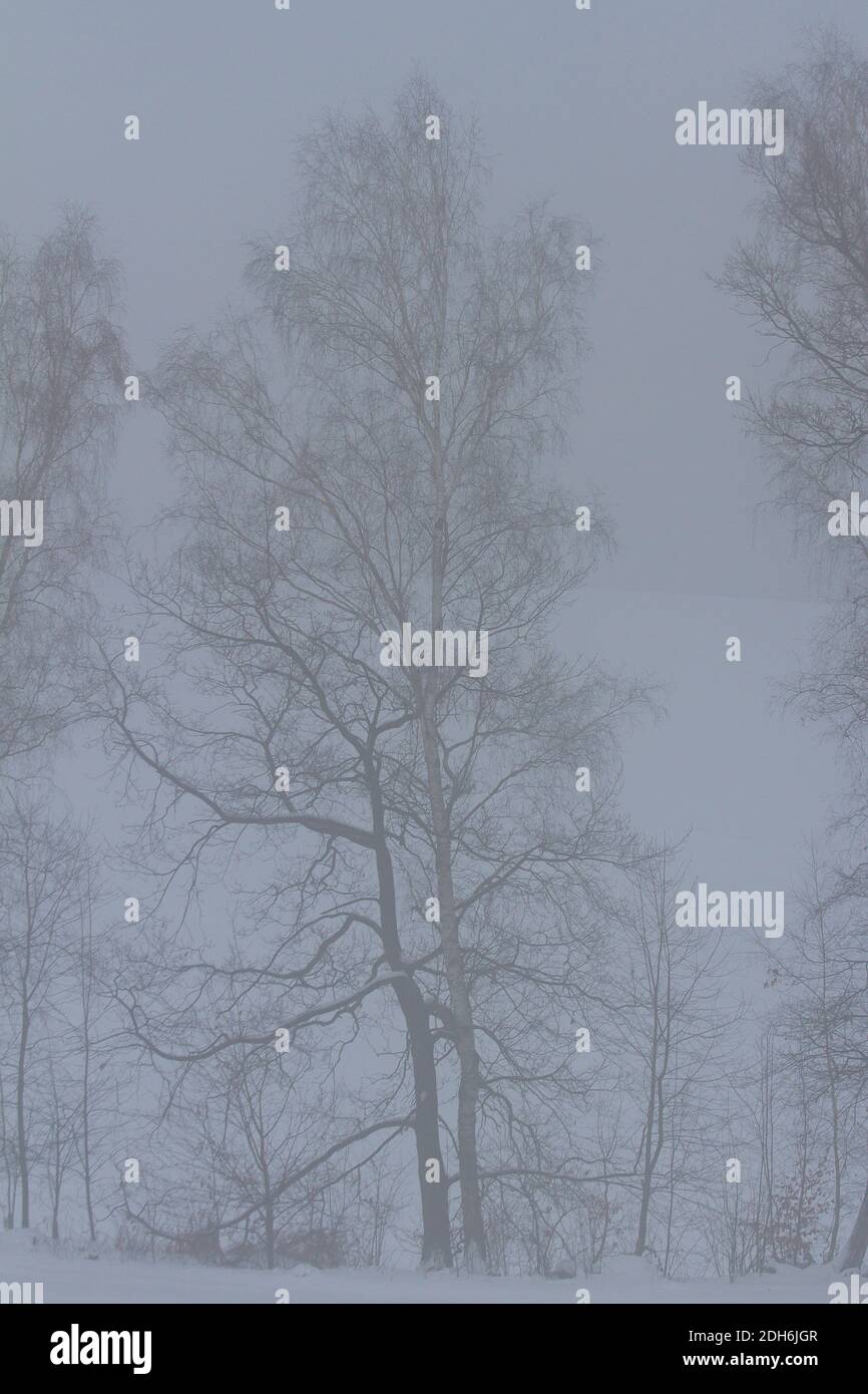A vertical shot of tall trees in a misty forest Stock Photo - Alamy