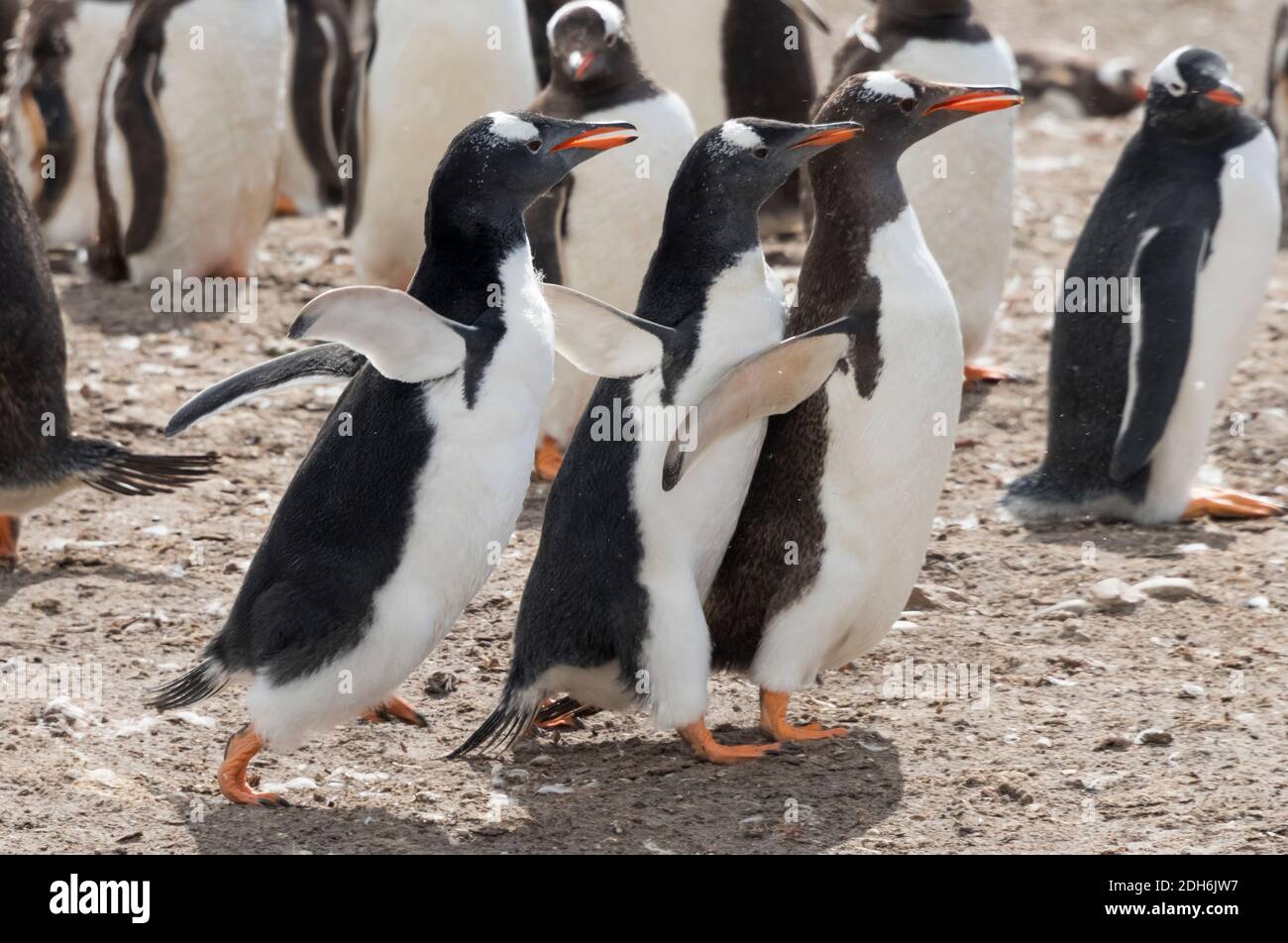 Gentoo penguins on Saunders Island, Falkland Islands Stock Photo