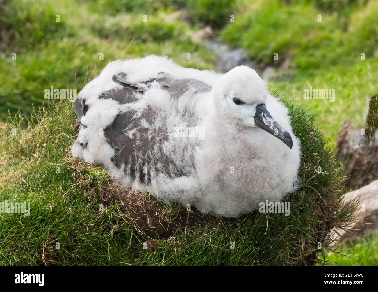 Black-browed albatross (T. m. melanophris) colony, chicks sitting on nest, Saunders Island, Falkland Islands Stock Photo