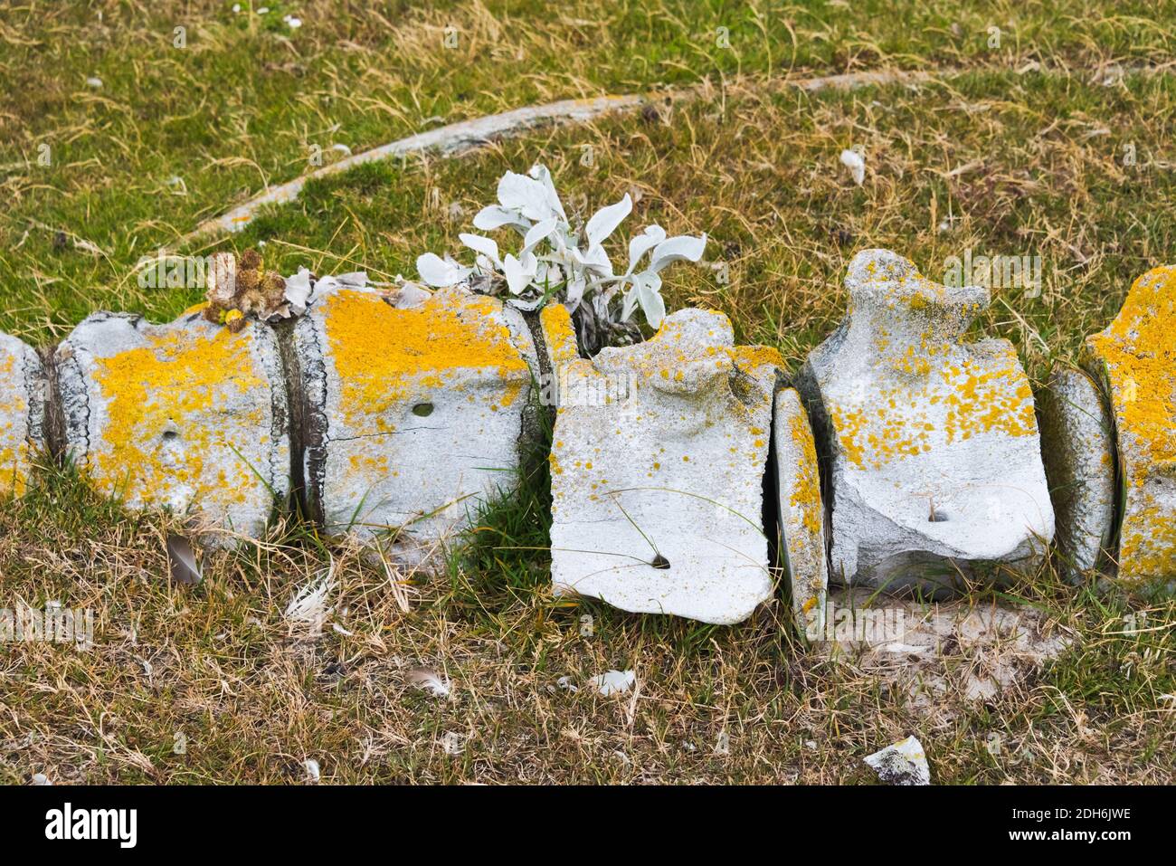 Spine disk of a whale skeleton, Saunders Island, Falkland Islands Stock Photo