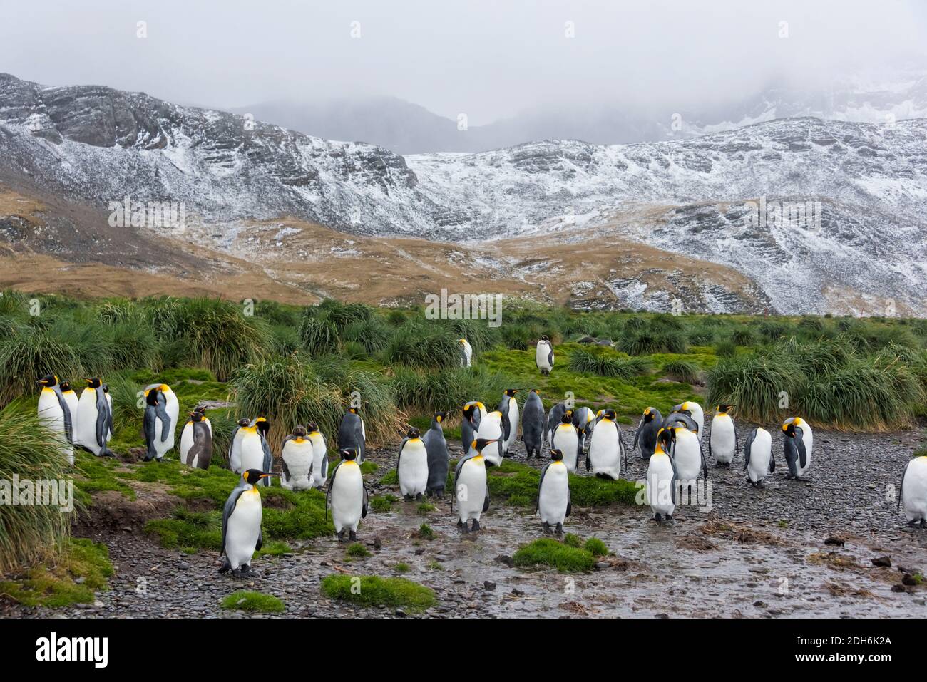 King Penguins, Prion Island, South Georgia, Antarctica Stock Photo