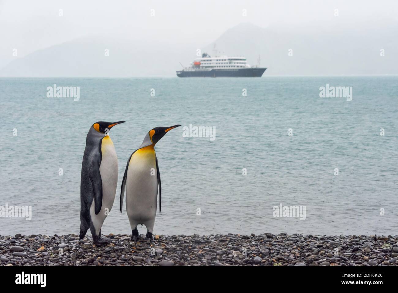 King Penguins on the beach, cruise ship on the ocean in the distance, Prion Island, South Georgia Island Stock Photo