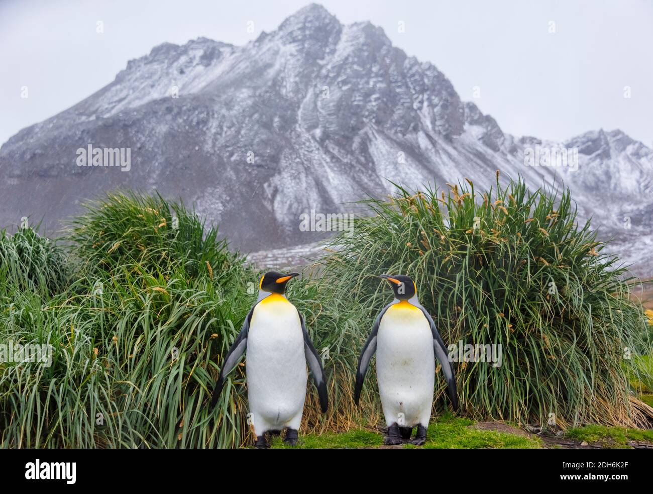 King Penguins, Prion Island, South Georgia Island Stock Photo