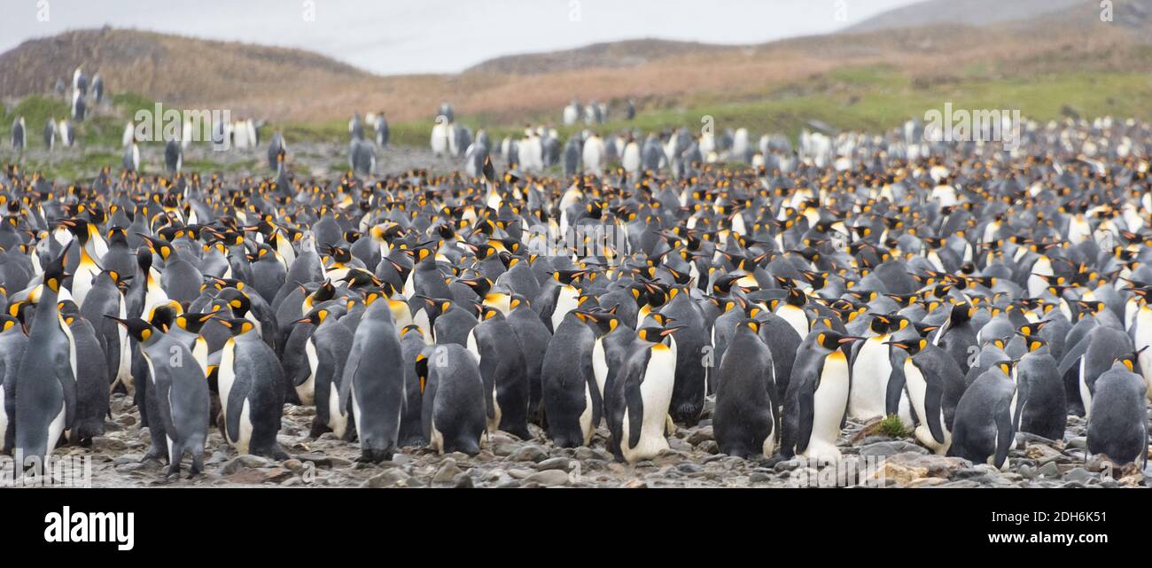 King penguins on the island, Fortuna Bay, South Georgia, Antarctica Stock Photo
