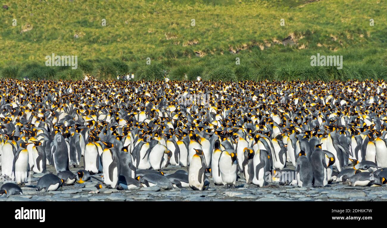 King penguins on the beach, Gold Harbor, South Georgia, Antarctica Stock Photo