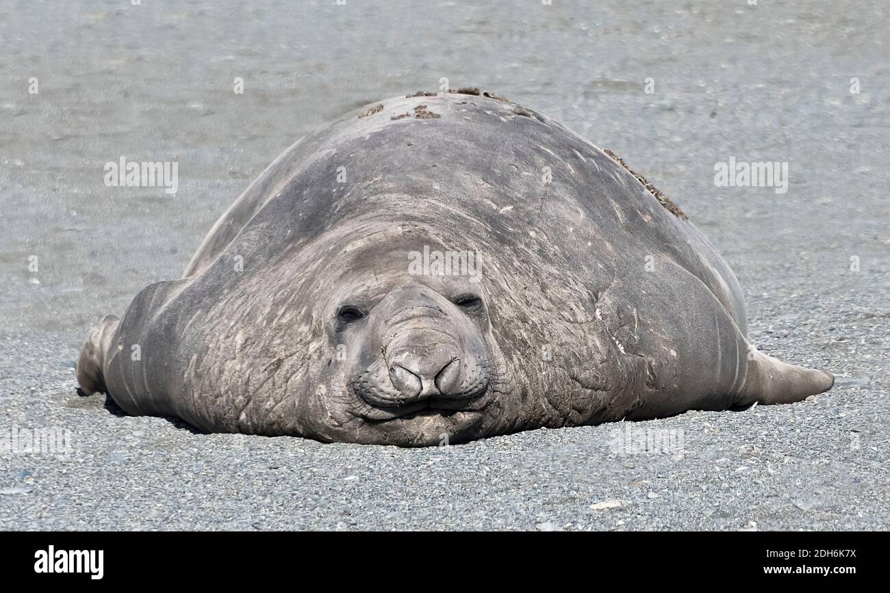 Elephant seal on the beach, Gold Harbor, South Georgia Island Stock Photo
