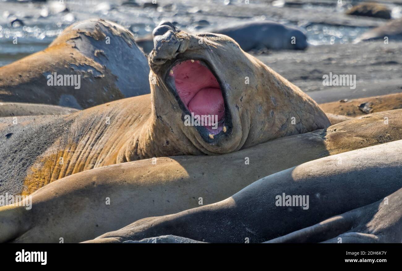 Elephant Seals (Mirounga leonina) on the beach, Gold Harbor, South Georgia, Antarctica Stock Photo