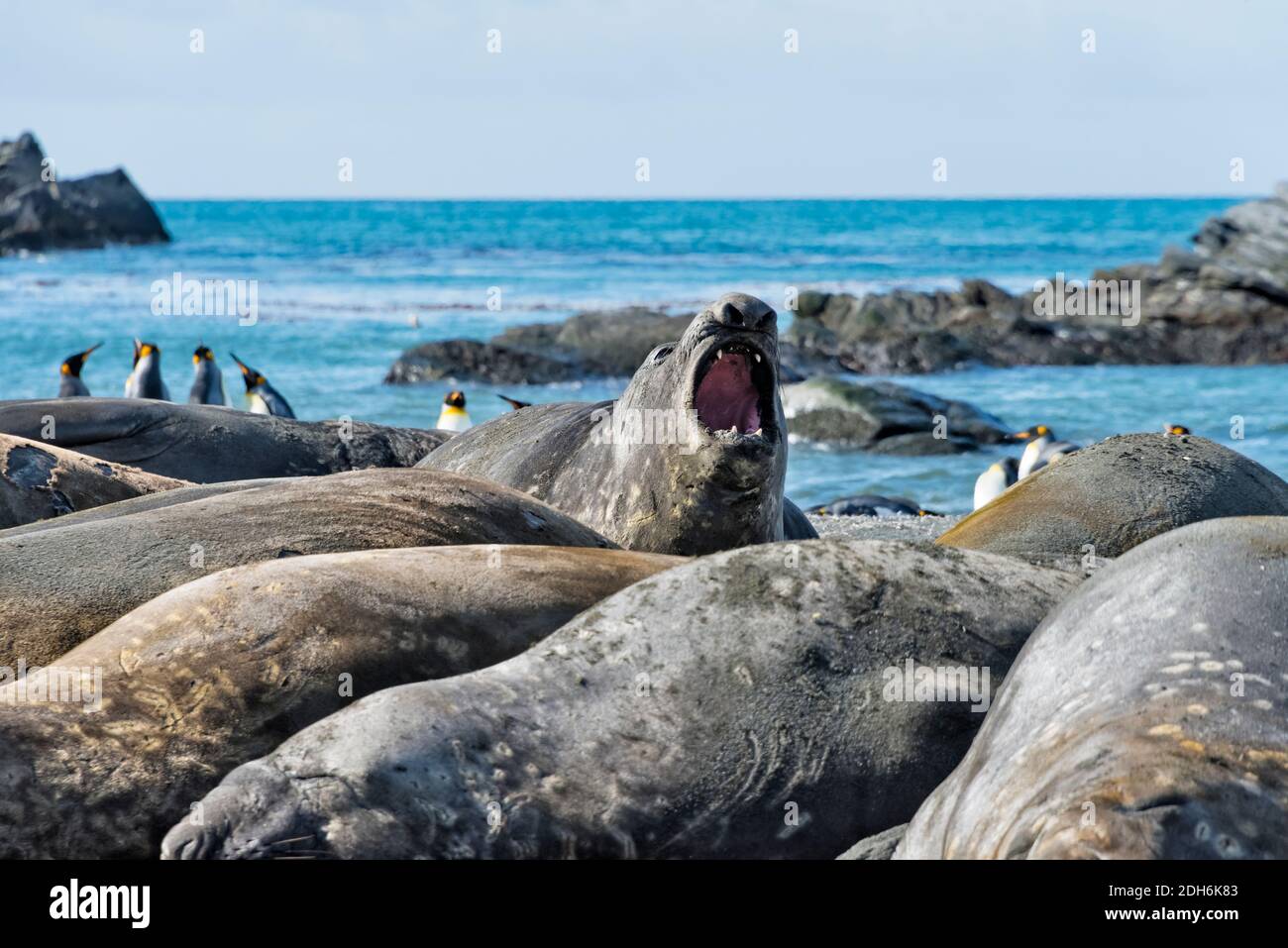 Elephant Seals (Mirounga leonina) and King penguins on the beach, Gold Harbor, South Georgia Island Stock Photo