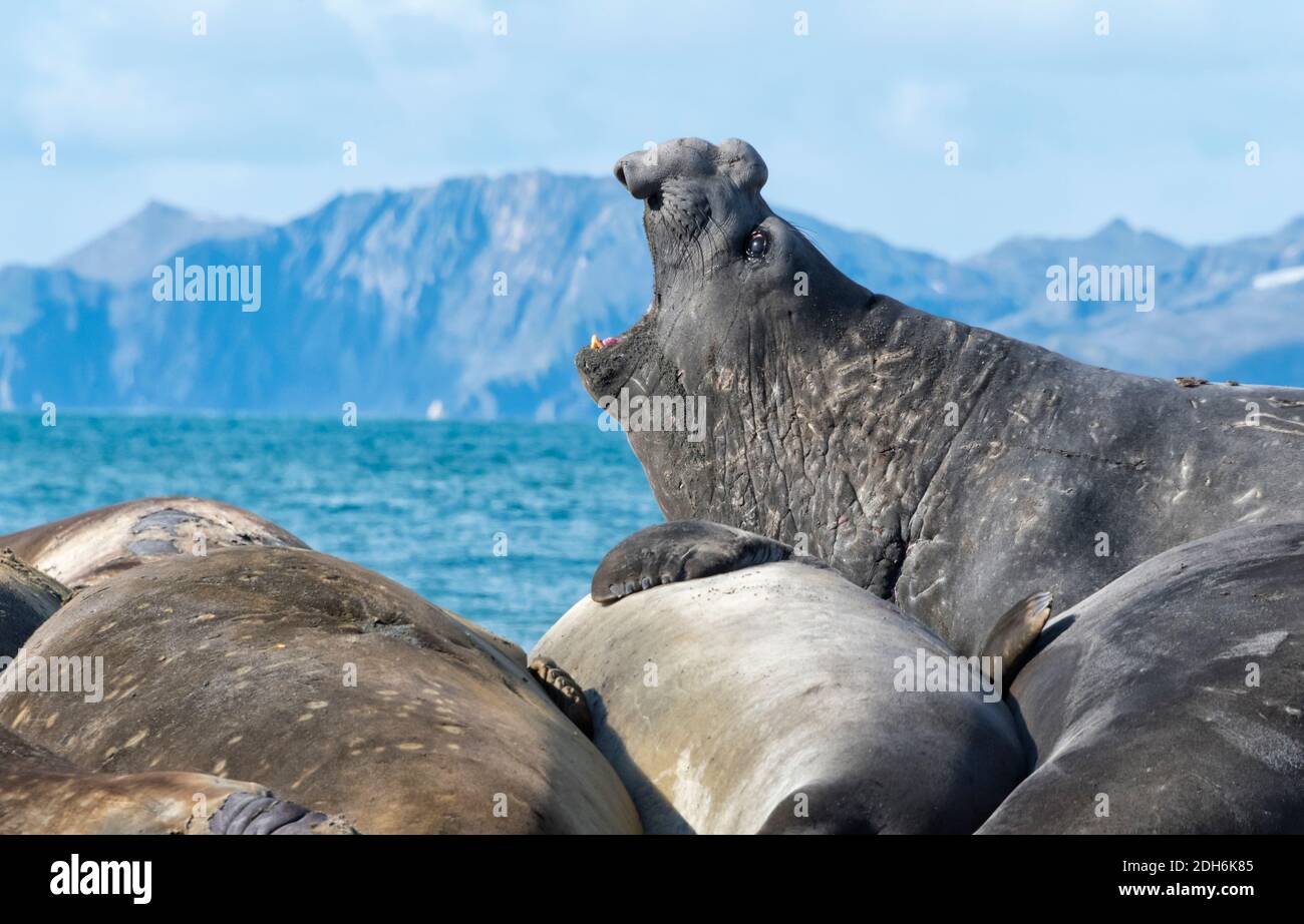 Elephant Seals (Mirounga leonina) on the beach, Gold Harbor, South Georgia Island Stock Photo