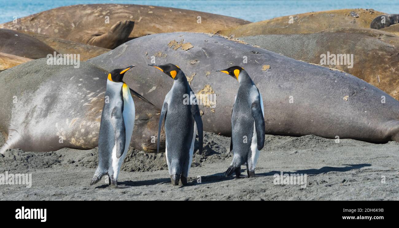 Elephant Seals (Mirounga leonina) and King penguins on the beach, Gold Harbor, South Georgia, Antarctica Stock Photo