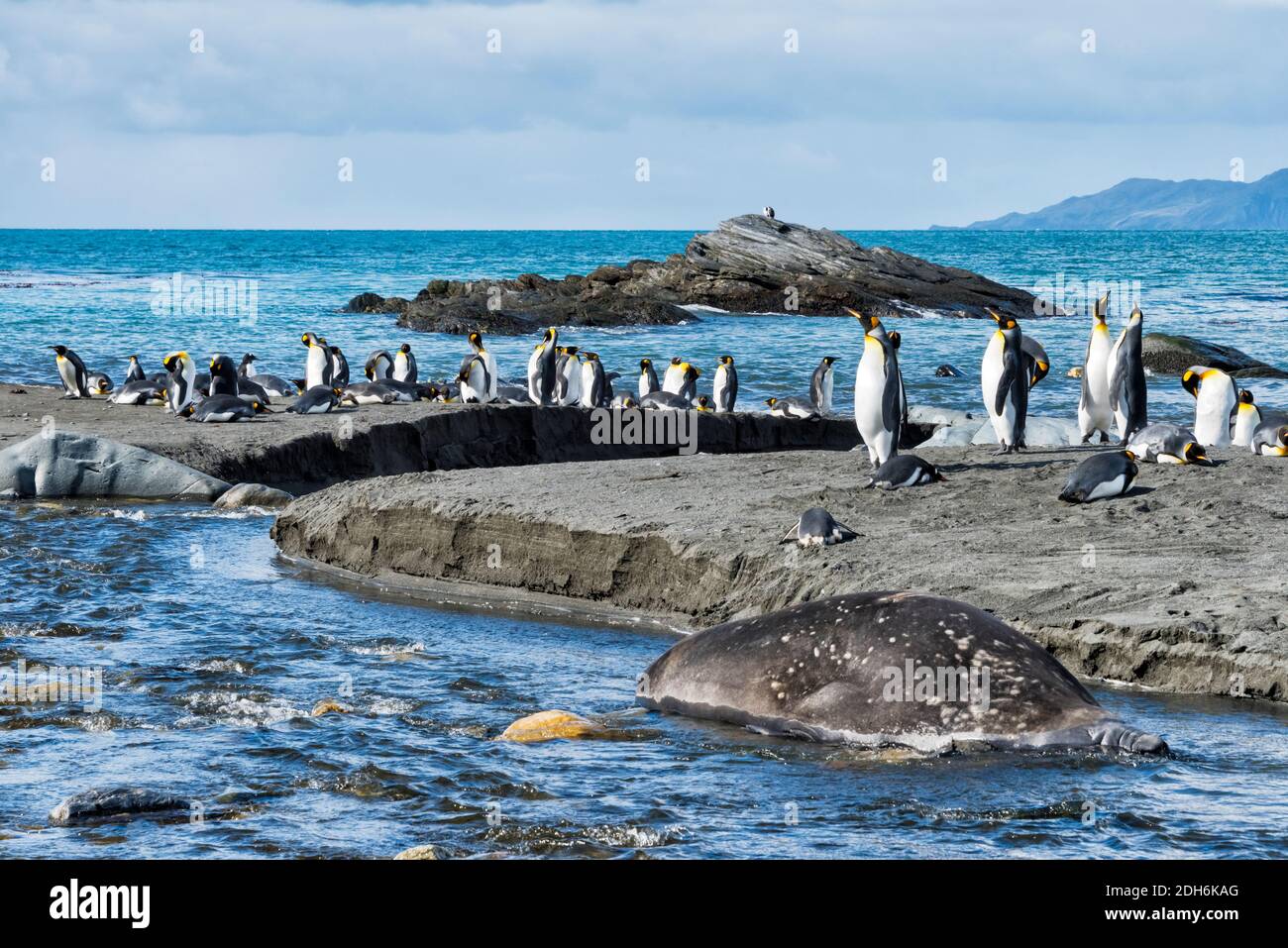 Elephant Seal and King penguins on the beach, Gold Harbor, South Georgia Island Stock Photo