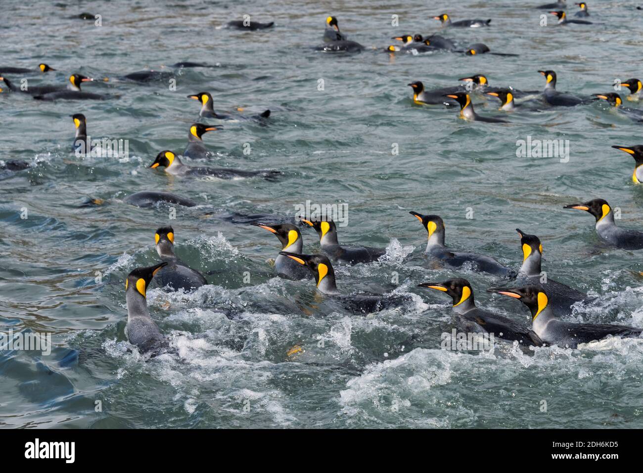 King Penguins swimming in South Atlantic Ocean, South Georgia Island Stock Photo